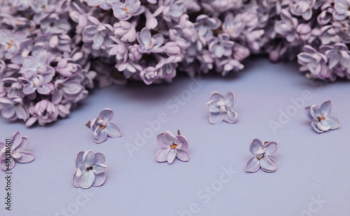 Fototapeta Naklejka Na Ścianę i Meble -  blossoming spring pattern with violet lilac 
