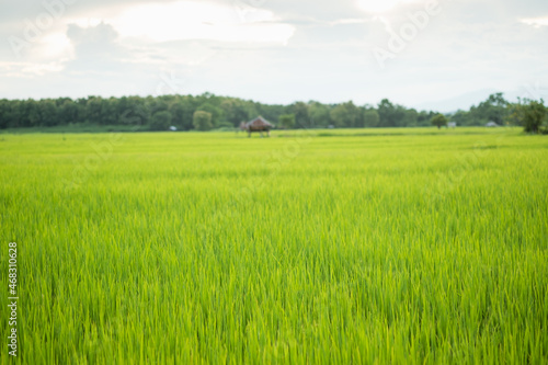 Rice is growth in the rice paddies.The seedlings of rice are light green.Farm of rice in country side.