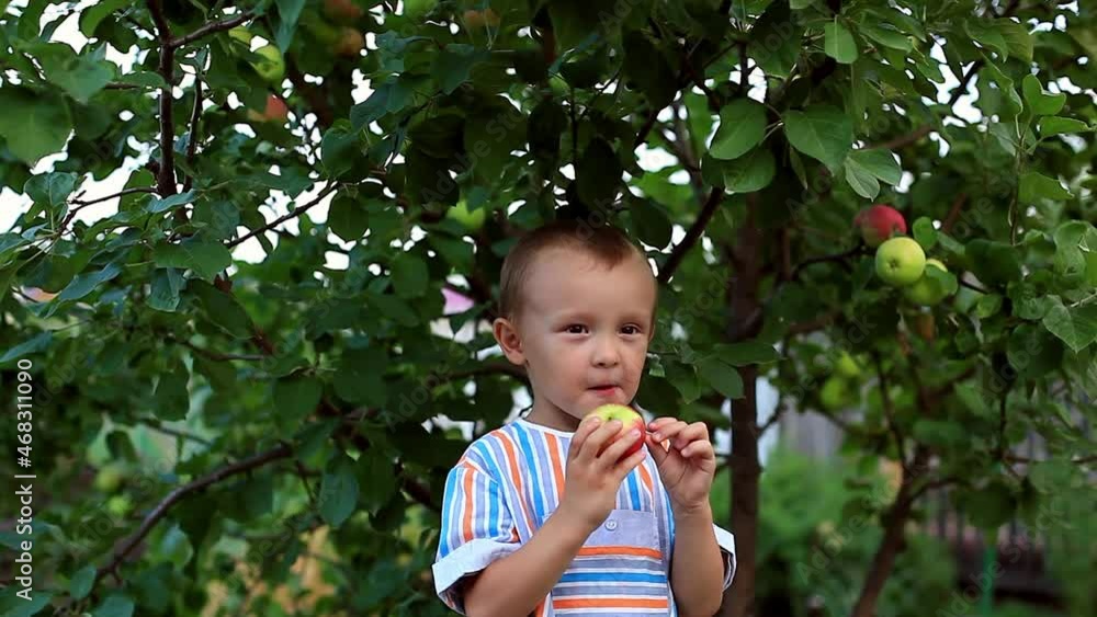 a boy eats a red apple standing by an apple tree. a boy eats a red apple standing by an apple tree.