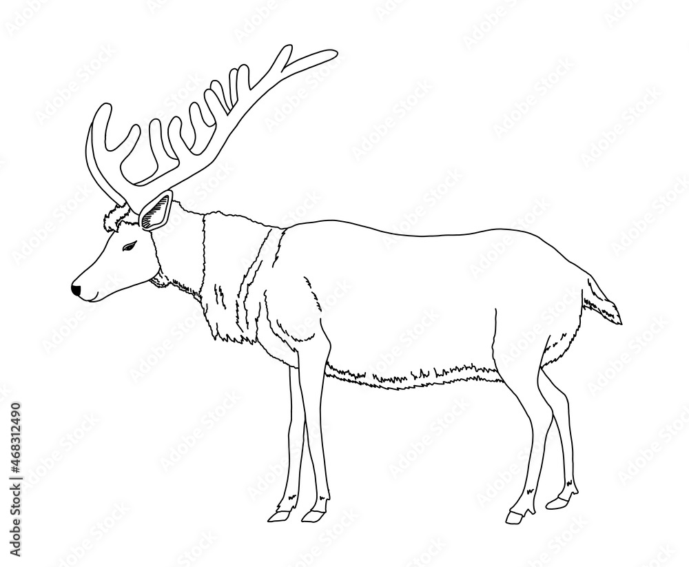 Fototapeta premium Wild reindeer outline. Animal coloring vector illustration.