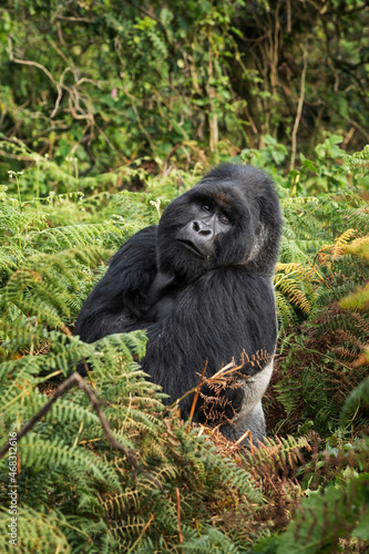 Mountain gorilla - Gorilla beringei, endangered popular large ape from African montane forests, Mgahinga Gorilla National park, Uganda. © David