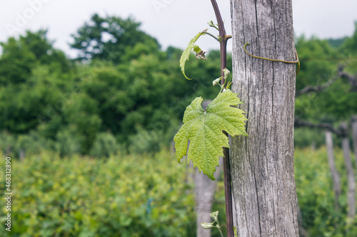 vineyard in mountains