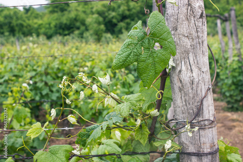 vineyard in mountains
