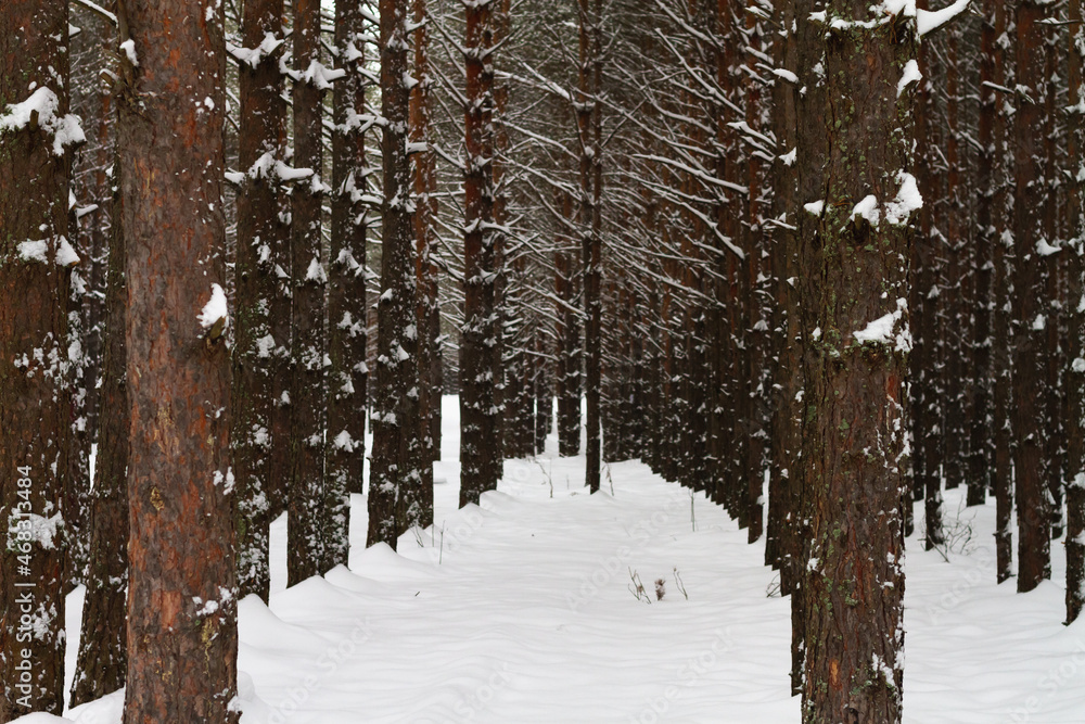 Fototapeta premium Dark trunks of pine trees in the forest on a winter day in white snow