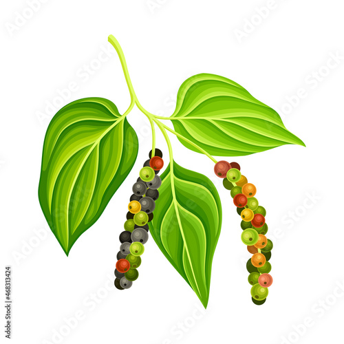 Black pepper plant with green leaves and peppercorns. Natural organic herb spice vector illustration