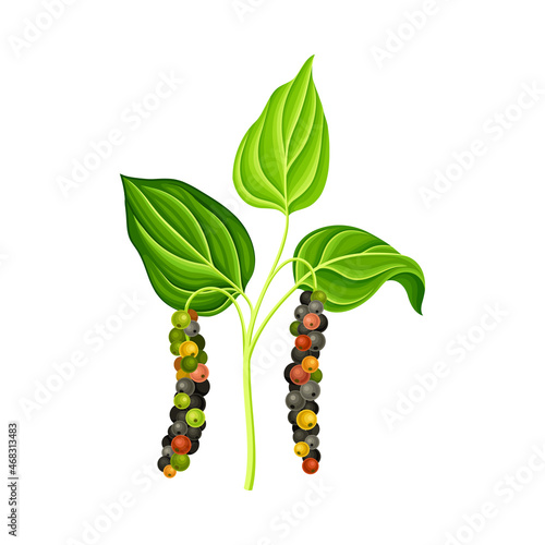 Black pepper plant. Natural organic herb spice design element vector illustration