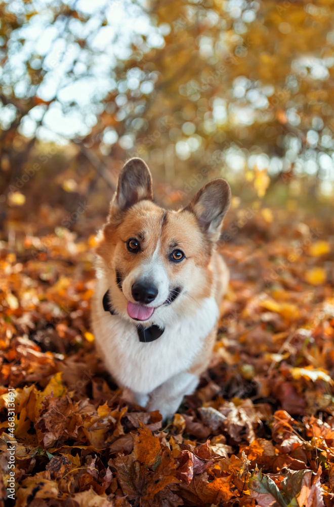 corgi dog with he walks with a sweet smile in the autumn park among the fallen golden leaves corgi dog with he walks with a sweet smile in the autumn park among the fallen golden leaves