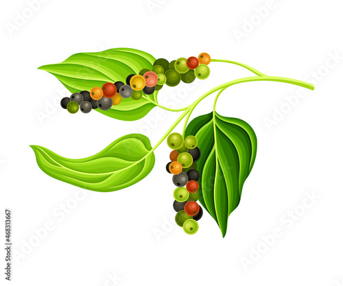 Black pepper plant. Natural organic herb spice vector illustration