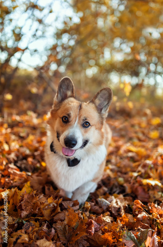 corgi dog with he walks with a sweet smile in the autumn park among the fallen golden leaves