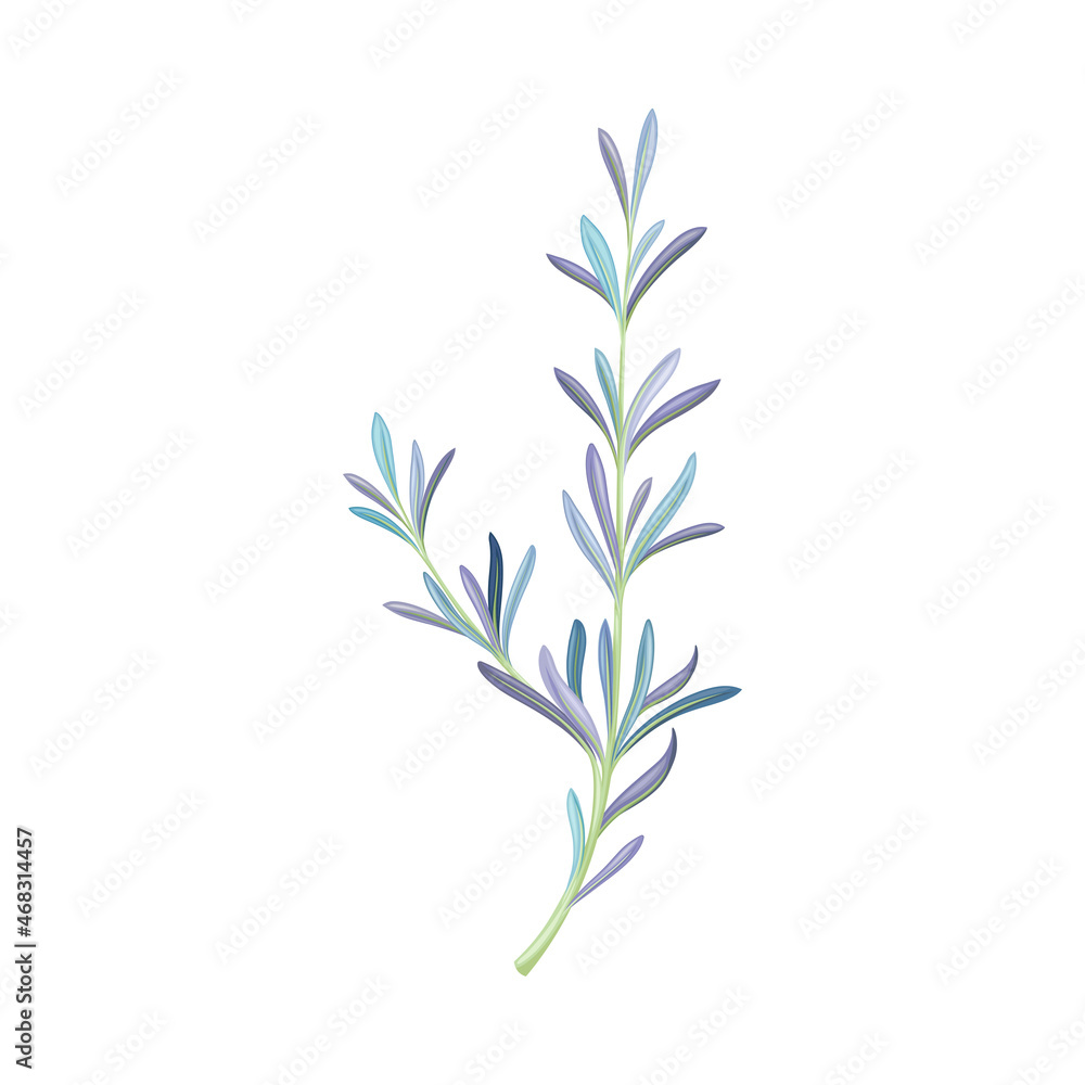 Juniper twig, trendy color floral design element vector illustration