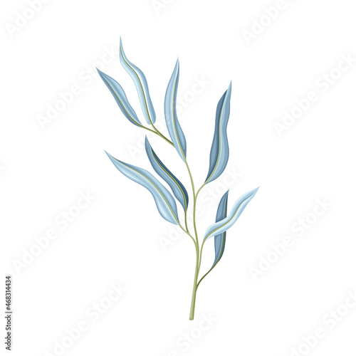 Blue plant with narrow blue leaves vector illustration