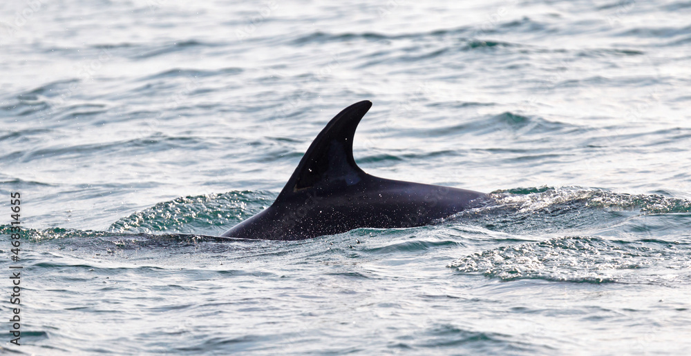 Fototapeta premium Silhouette of a back fin of a dolphin, swimming in the Atlantic Ocean