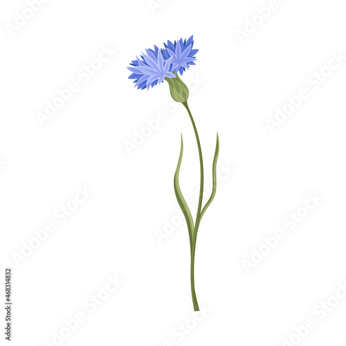 Blue Cornflower Flower or Delicate Blossom on Leafy Stem Vector Illustration