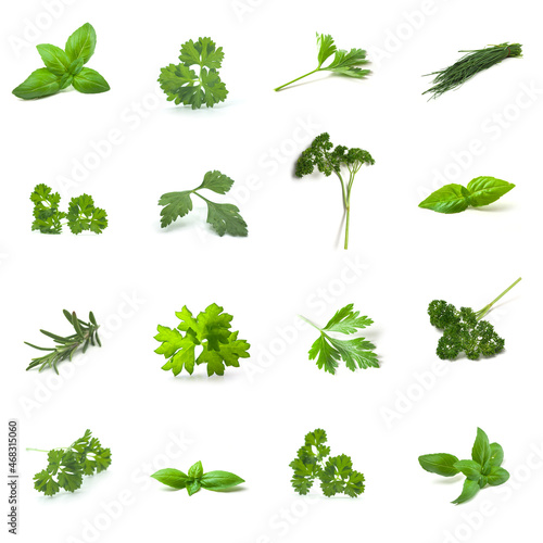 various view of aromatic herbs collage on white background