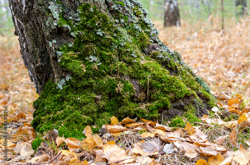 Fototapeta premium an old tree felled by a storm. autumn forest with a carpet of yellow leaves