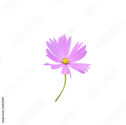 Pink cosmos bipinnatus flowers and  green stem isolated on white background   clipping path