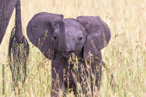 Canvas Print Closeup of a playful elephant calf