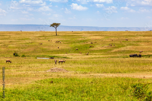 View of the savannah of Masai Mara with antelopes