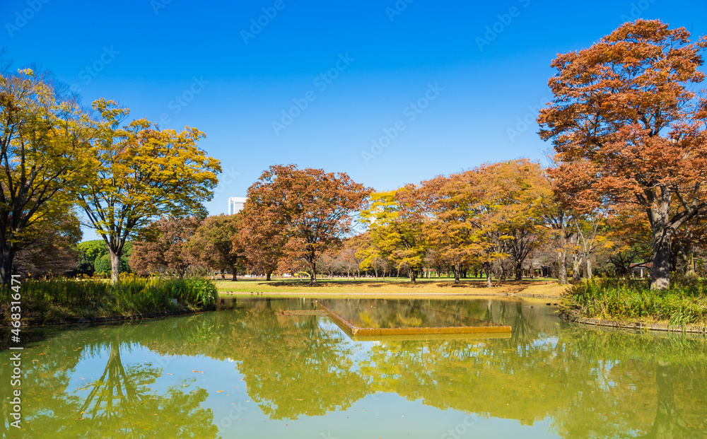 秋晴れの代々木公園