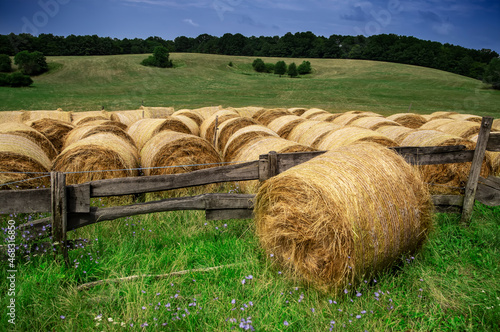 Pastoral landcsape with many rolled haystack photo