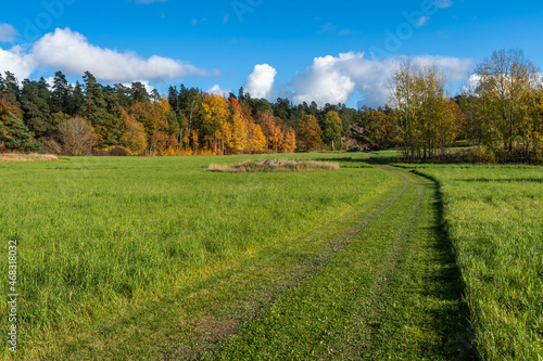 Autumn green fields and wide walking paths. Beautiful fall season colorful landscape with colorful trees. Yellow green gold foliage. Rows of trees at the edge of the fields. Blue sky white clouds.