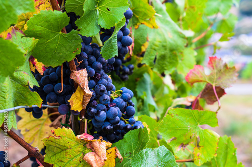 bunch of grapes