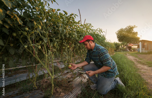 Young Smart Farmer With a tablet in hand working in a tomato plantation. A modern agricultural digital farmer