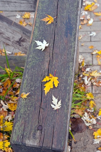Autumn leaves are lying on a wooden railing