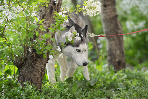 portrait black male husky with blue eyes on flowers