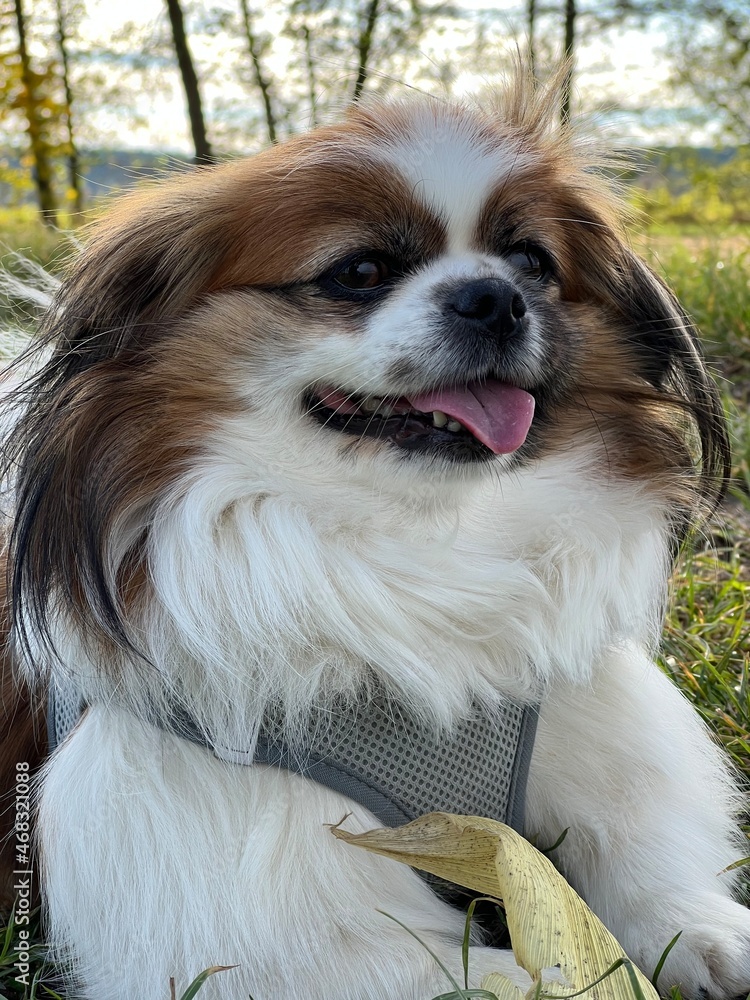 Close Up einer kleinen Tibet Spaniel Dame mit offenem Mund und die Zunge ist zu sehen.
Hund, Tibetan Spaniel, Pekinese, Haustier, Shi Tzu Close Up einer kleinen Tibet Spaniel Dame mit offenem Mund und die Zunge ist zu sehen.
Hund, Tibetan Spaniel, Pekinese, Haustier, Shi Tzu
