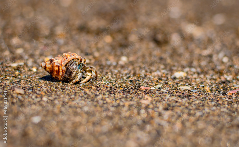 Small crab in its shell, close up of a small crab in its shell, small crab in the sand