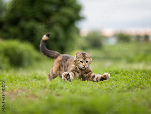 nimble striped cat playing On the green grass on a summer day, claws out