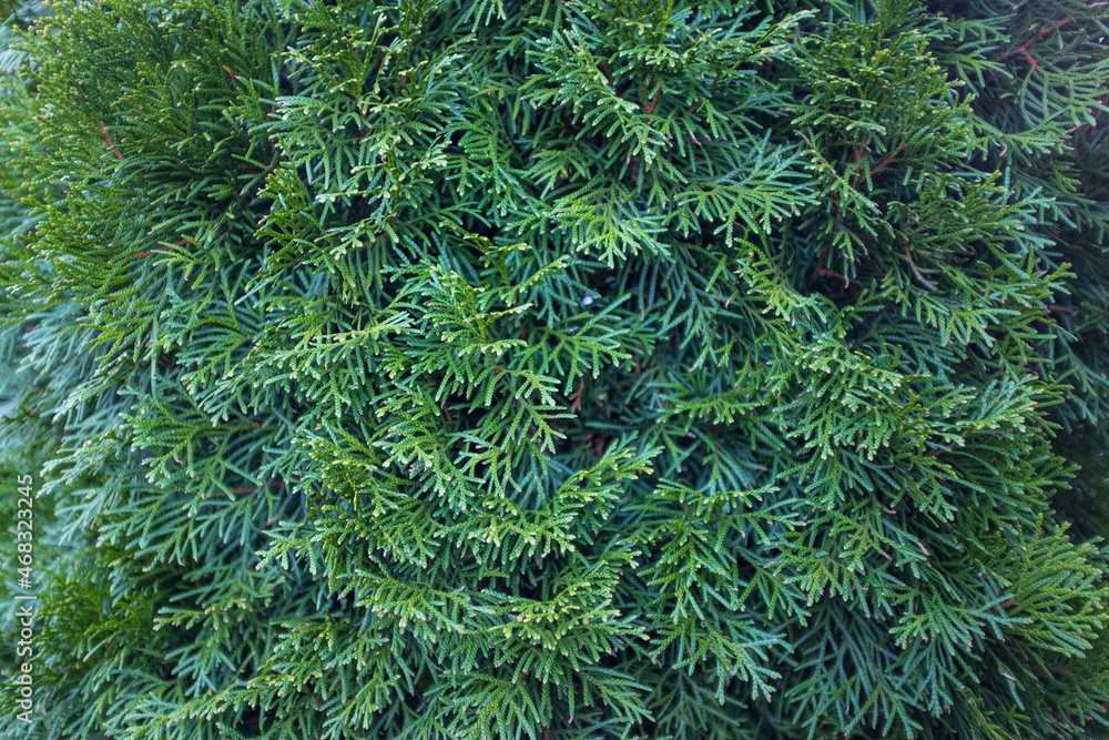 Branch of a coniferous tree. Close up photo
Branch of a coniferous tree. Close up photo