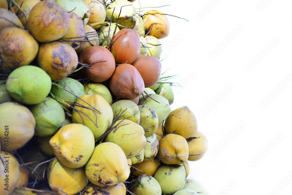 heap of coconut in coconut plantation. Pile of coconuts in the food market of Vietnam. Pile of tropical fresh young coconuts. Many coconut are stacked in the market, agricultural products. heap of coconut in coconut plantation. Pile of coconuts in the food market of Vietnam. Pile of tropical fresh young coconuts. Many coconut are stacked in the market, agricultural products.