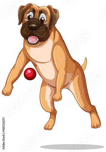 Boxer dog playing with ball on white background