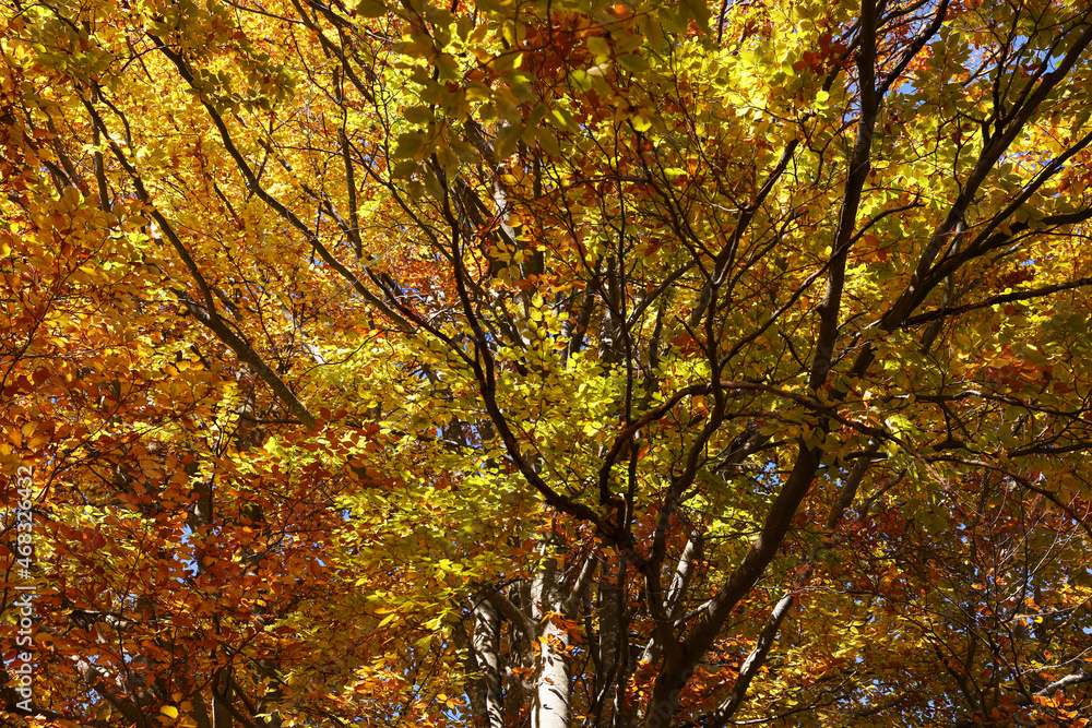 Beautiful tree with bright autumn leaves outdoors on sunny day Beautiful tree with bright autumn leaves outdoors on sunny day