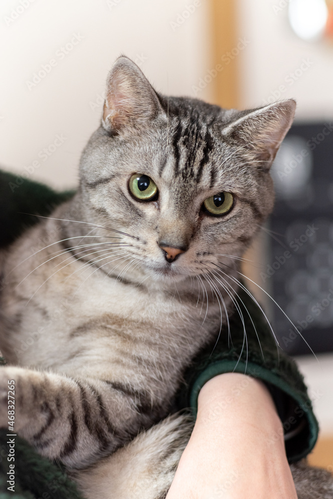 Obraz premium 猫を抱く サバトラ猫