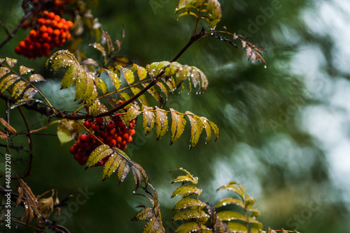 Wet rowan branches with berry in rainy autumn morning. Selective focus. Shallow depth of field. © maxandrew