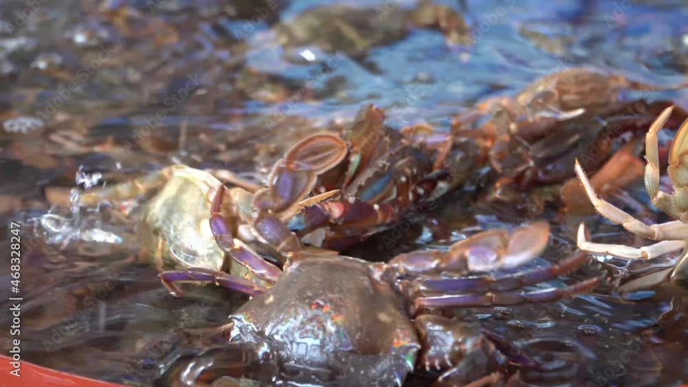 4K. closeup shot, The fish market is on display, There's something that moves alive, The fish market 4K. closeup shot, The fish market is on display, There's something that moves alive, The fish market