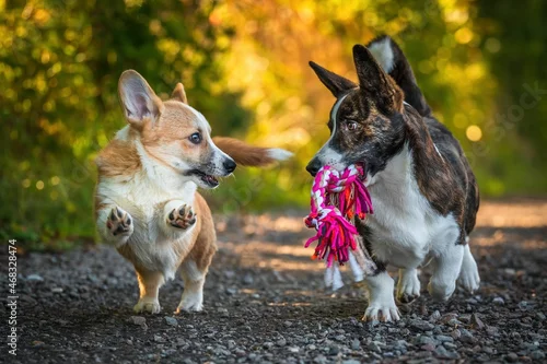 Obraz Dwa psy, szczeniaki rasy corgi podczas radosnej zabawy