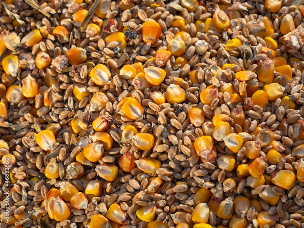 Natural textured background of a grain mixture of wheat and corn (maize). The real appearance of a mixture of different seeds, golden maize grains (corn), the texture of yellow wheat as a background Natural textured background of a grain mixture of wheat and corn (maize). The real appearance of a mixture of different seeds, golden maize grains (corn), the texture of yellow wheat as a background