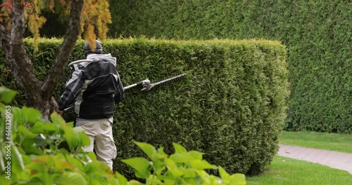 The gardener prunes the thuja bushes. Creating a topiary garden.