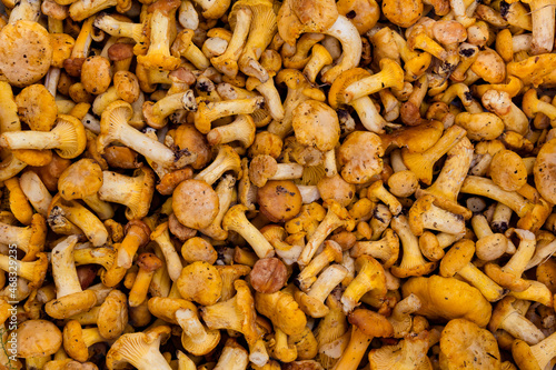 Small edible forest mushrooms chanterelle.