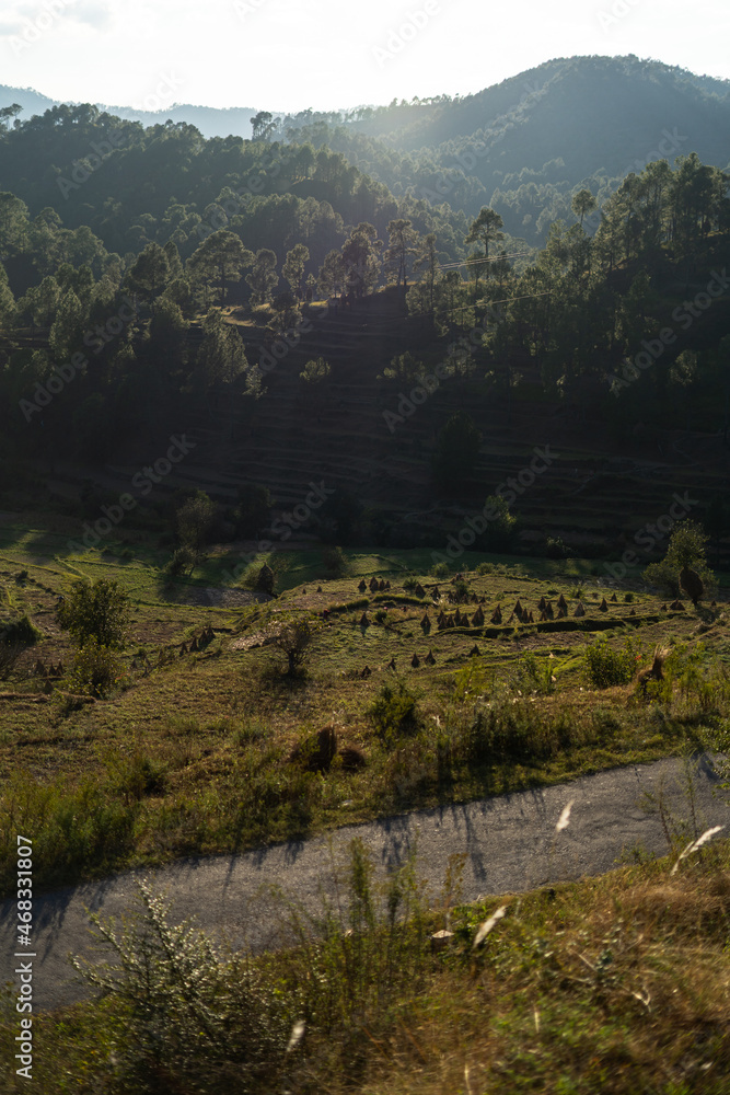Obraz premium beautiful view of bright green terrace farms and long trees in mountains