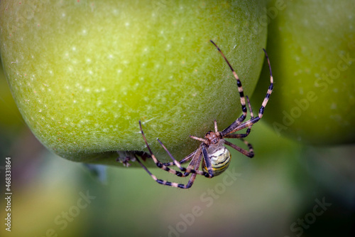 Argyope bruennici spider (spider wasp) on an apple photo