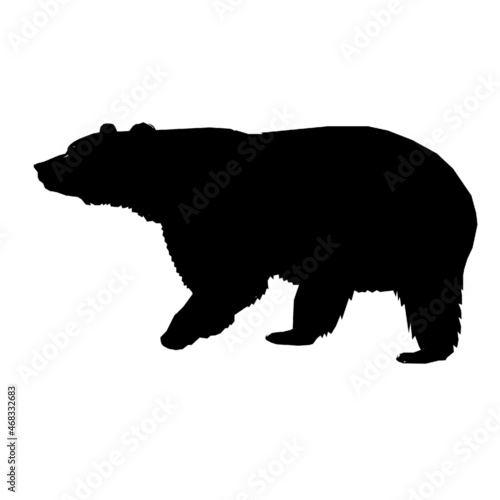 bear wild life animals 