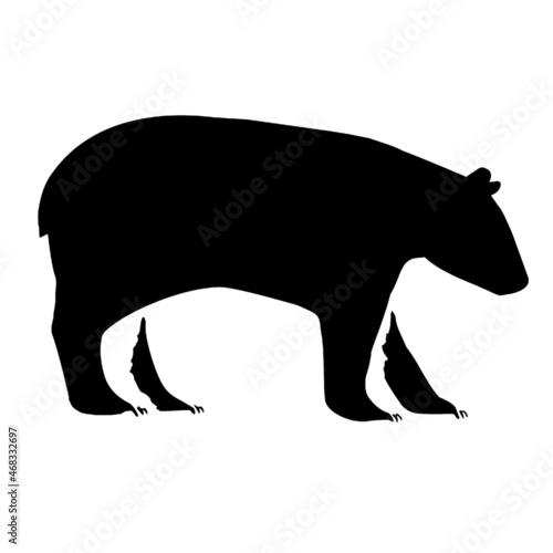 bear wild life animals 