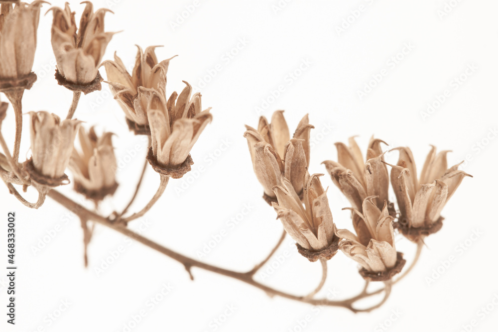 Brown beige dried star shape elegant fragile flowers with branch on light background macro