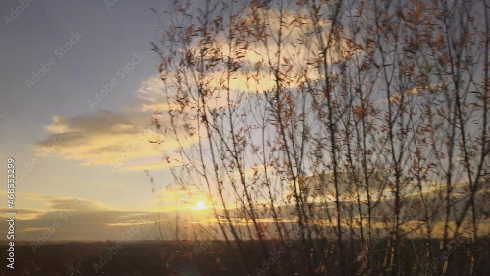 sunset in the forest. Video. Background. Sunset. Forest. 