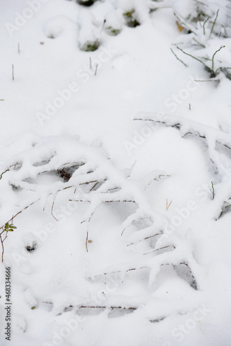 A branch of a spruce tree covered with fresh snow